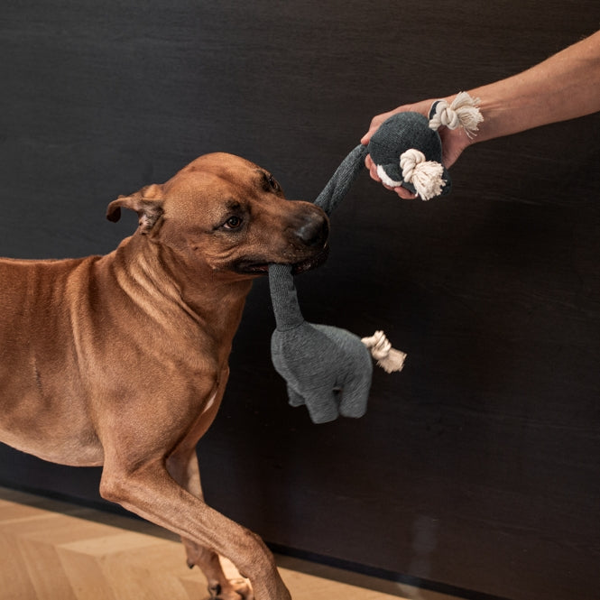 D&D Hundespielzeug Chenille George - D&D Home Bild 6