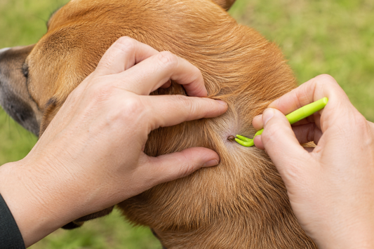 Zecken beim Hund entfernen: Schritt-für-Schritt-Anleitung (sicher & ohne Risiko)