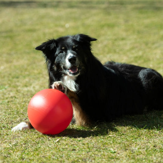 PROCYON Treibball Größe S - PROCYON