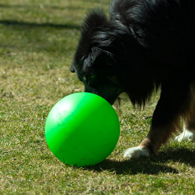 PROCYON Treibball Größe S - PROCYON