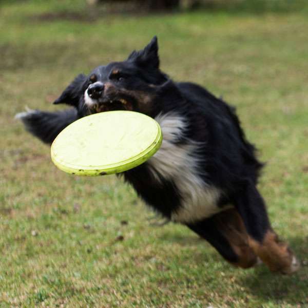 PROCYON TPR Frisbee - PROCYON Bild 3