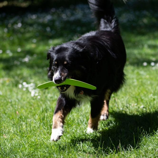 PROCYON TPR Boomerang - PROCYON Bild 5