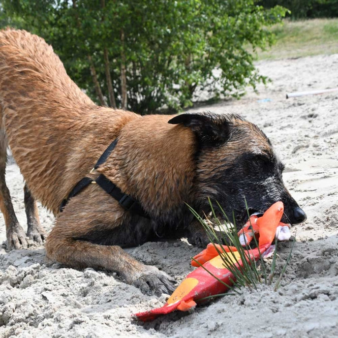 Hozies Sammy Stripes aus Feuerwehrschlauch - Hofman Animal Care Bild 4