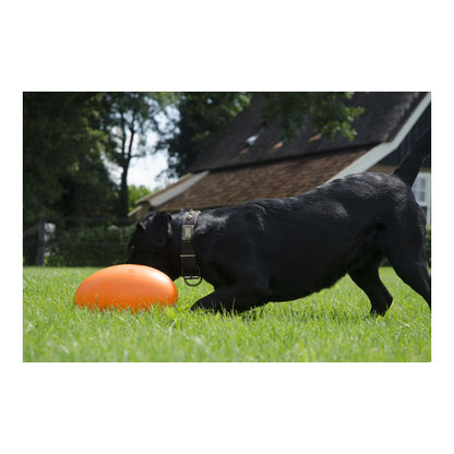 Dog Comets Pan-Stars Treibei - Hofman Animal Care Bild 3