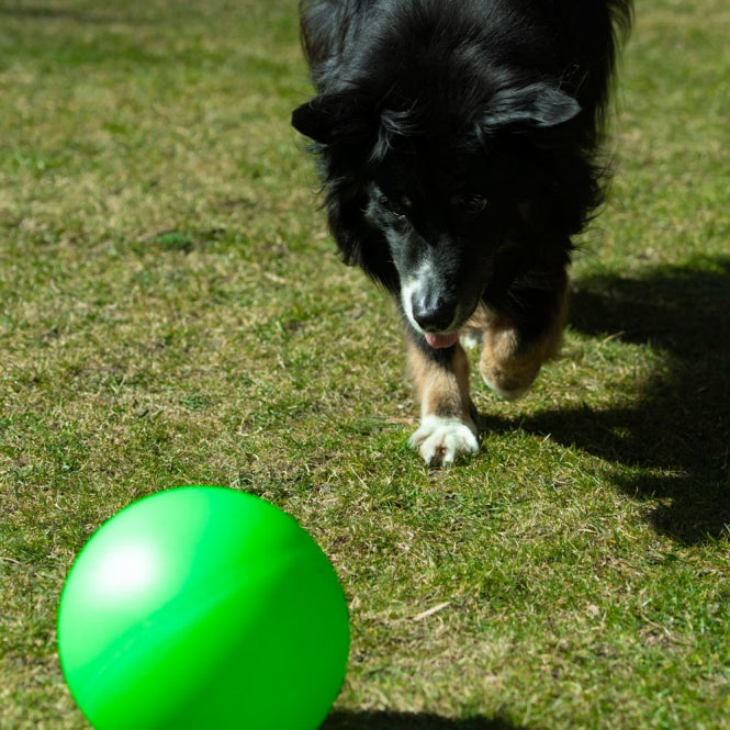 PROCYON Treibball Größe S - PROCYON