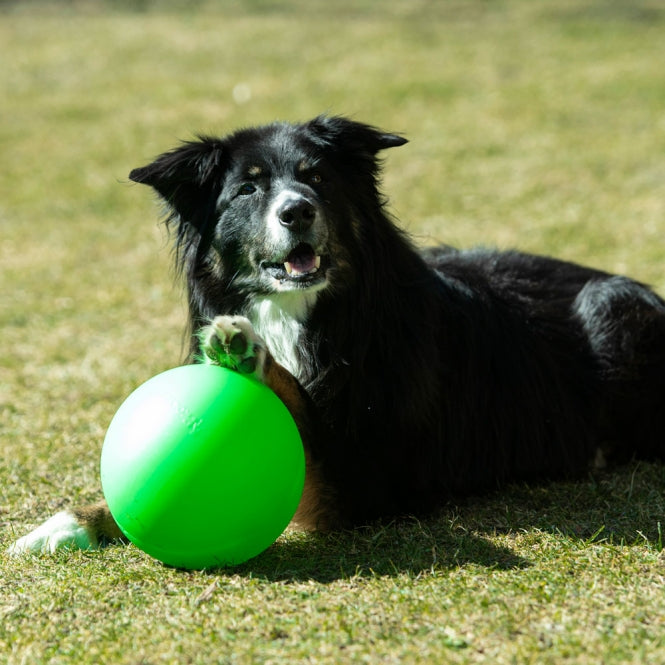 PROCYON Treibball Größe S - PROCYON