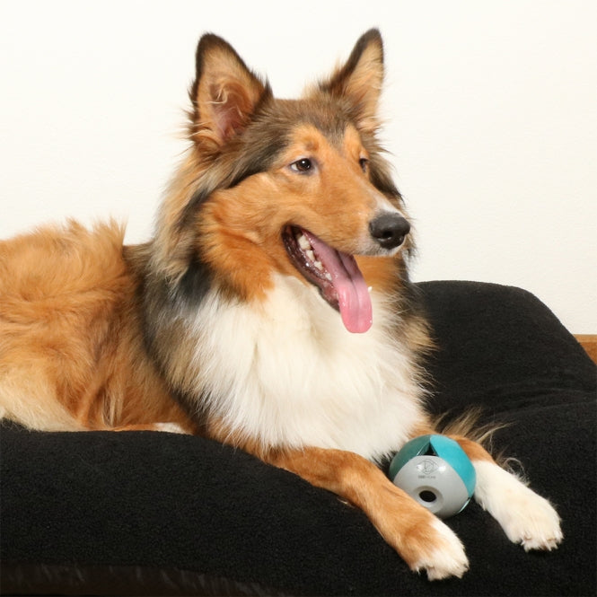 D&D Hundespielzeug Luca - D&D Home Bild 3