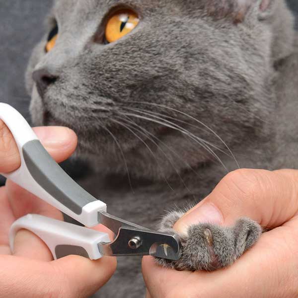 Catit Bürsten-Set für Kurzhaarkatzen - Hagen Bild 5