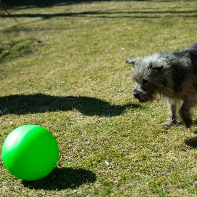 PROCYON Treibball Größe S - PROCYON