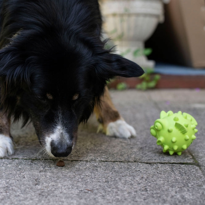 PROCYON TPR Snackball Fisch - PROCYON Bild 2