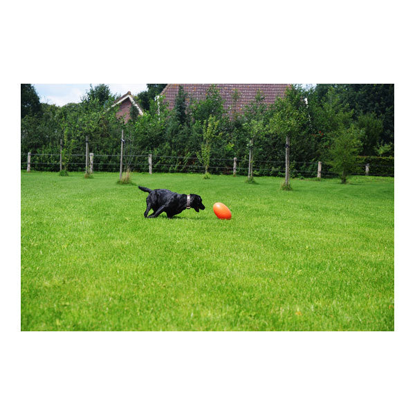 Dog Comets Pan-Stars Treibei - Hofman Animal Care Bild 5