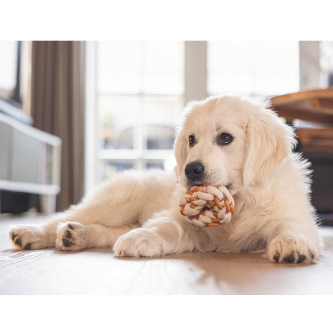 Beeztees Puppy Dental Seilring Mik - Beeztees