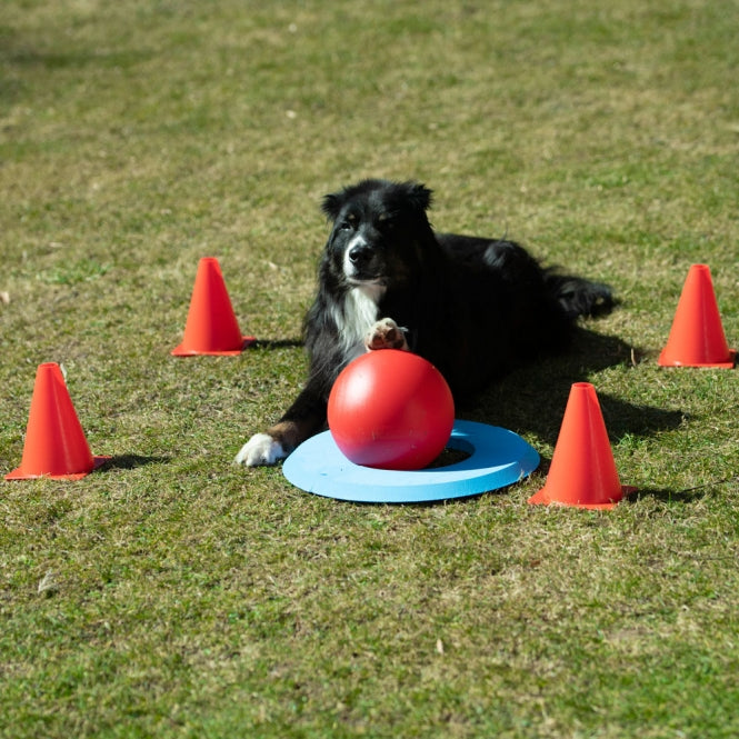 PROCYON Dog Golf Set - PROCYON Bild 4