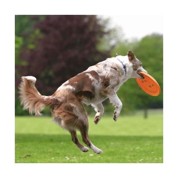 Trixie Dog Disc Frisbee bissfest - Trixie Bild 4