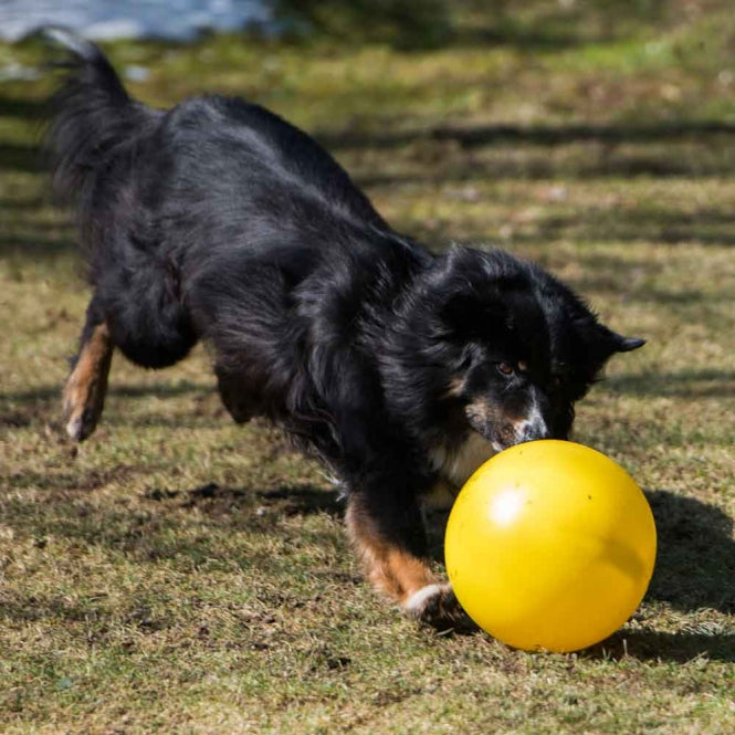 PROCYON Treibball - PROCYON