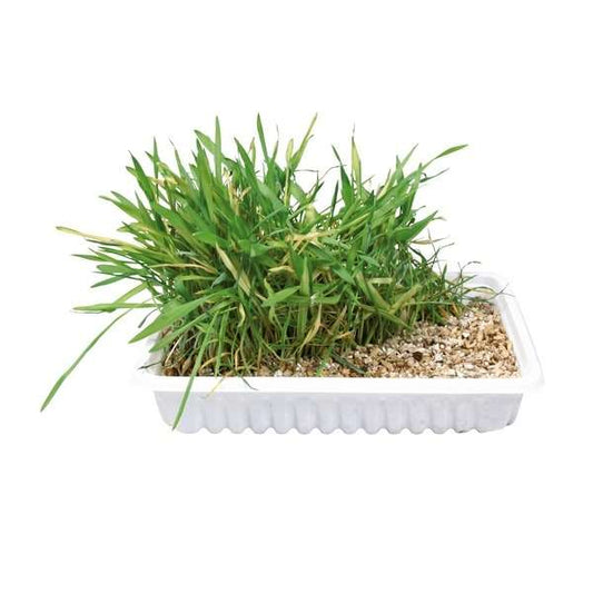 Trixie Katzengras-Schale, ca. 100 g - Trixie