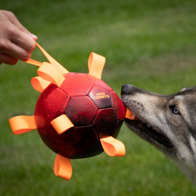 Dog Comets Ball Hypernova -
