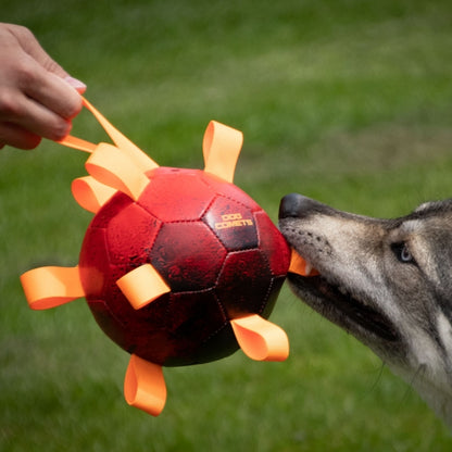 Dog Comets Ball Hypernova -