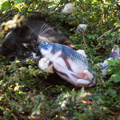 Robocat Karpfen -  Bild 4