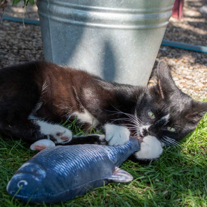 Robocat Karpfen -  Bild 5
