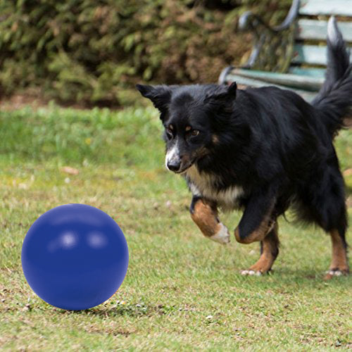 PROCYON Treibball - PROCYON