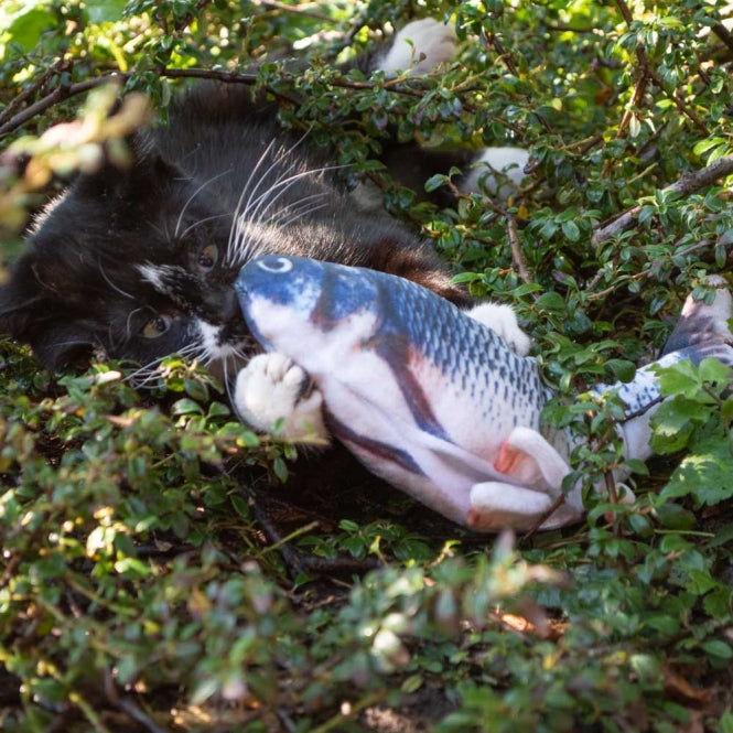 Robocat Forelle -  Bild 5