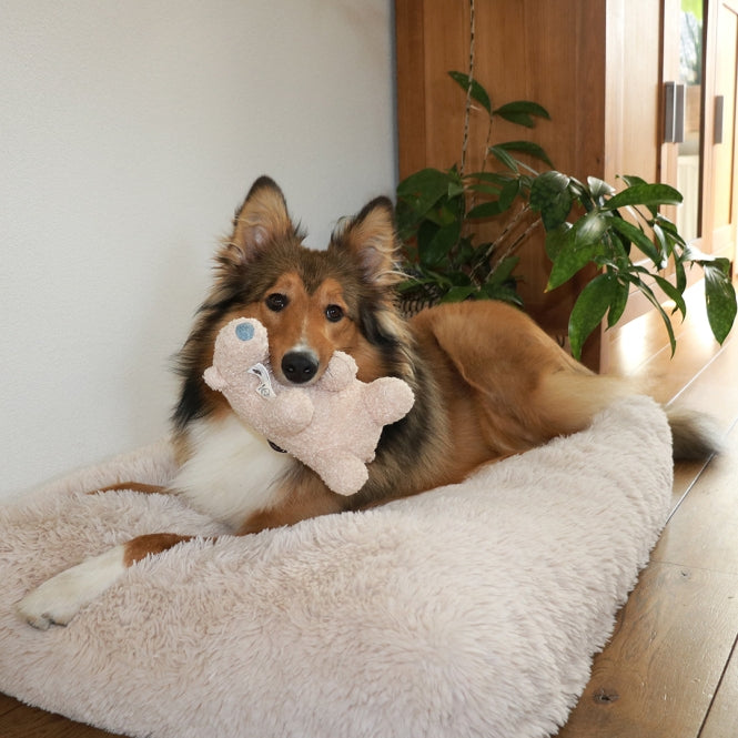 D&D Hundespielzeug Banjo Teddystoff - D&D Home