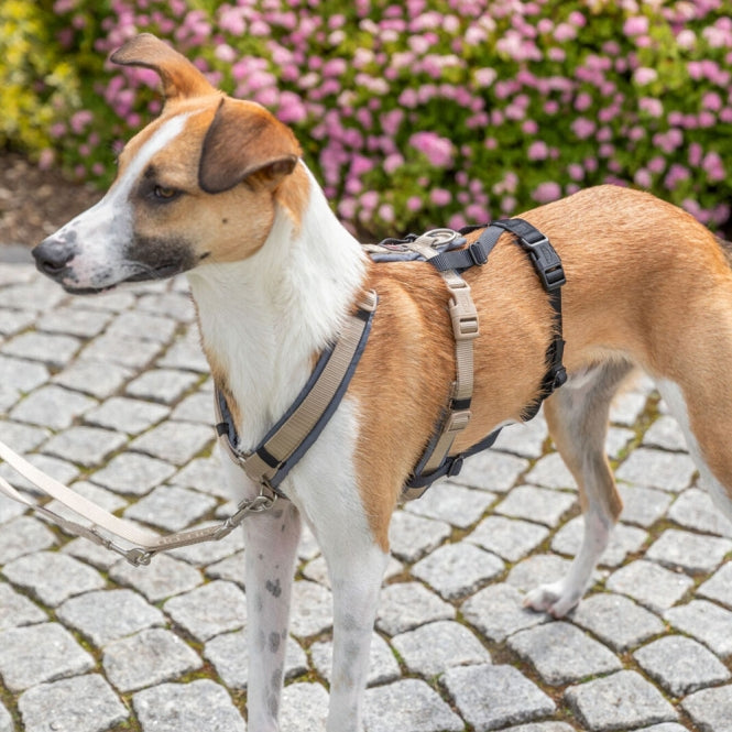 Trixie Panik-Adapter Stay für Geschirre - Trixie